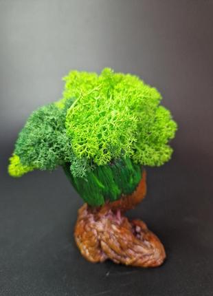 Стабілізований мох ягель кашпо грут грут особливий подарунок декор для дому...