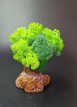 Стабілізований мох ягель кашпо грут грут особливий подарунок декор для дому...