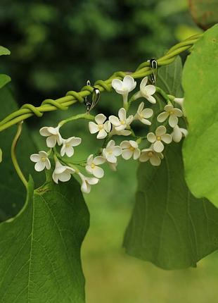 Білі великі сережки ручної роботи з холодної порцеляни з білими квітами. сережки кільця