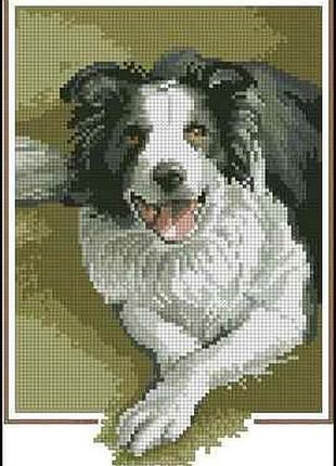 Набор для вышивки крестиком. размер: 14*21 см колли