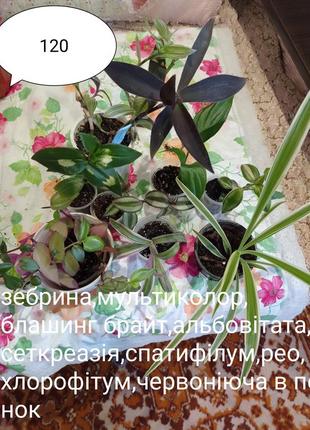 Кімнатні рослини