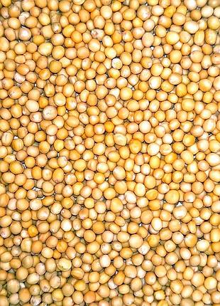 Гірчиці білої україна сидерат насіння, 15 кг