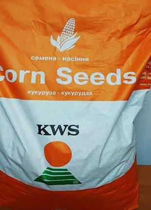 Насіння кукурудзи kws фернандо фао 260 посівний гібрид кукурудзи квс фернандо