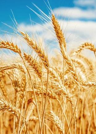 Пшеница озимая высокоурожайная  мидас, 1-я репродукция