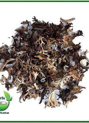 Исландский мох 500гр