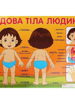 Плакат ранок будова тіла людини