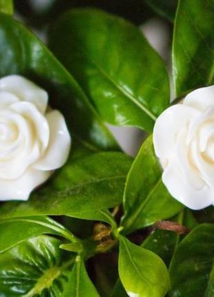 Кліпси "білі троянди"