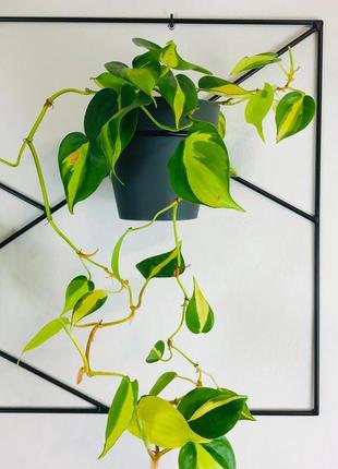 Настінна підставка для квітів на три горщики orizon craft 80х50 чорна