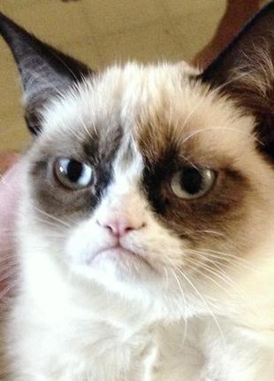 Grumpy cat, сердитый кот значок2 фото