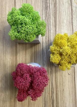 Стабилизированный норвежский мох в трех цветах2 фото