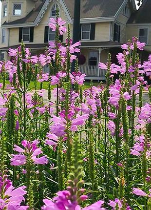 Физостегия два цвета, вербейник, элимус. набор многорожек
