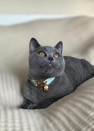 Нашийник для котика