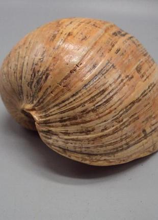 Сувенир мушля ракушка аквариумная большая рапан 7,5 х 15,5 см №16058