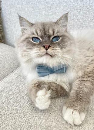 Голубий нашийник для котика