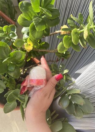 Алуніт дезодорант єгипет