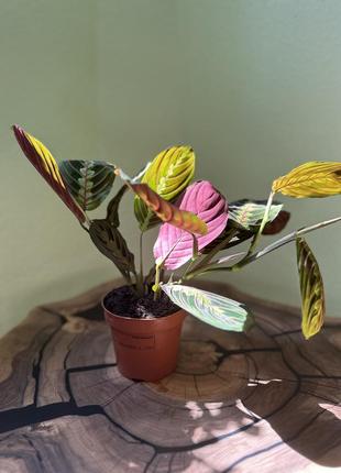 Maranta leu. fascinator, маранта (ø 12 см, h 35 см)