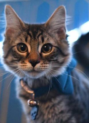 Синій нашийник для котика