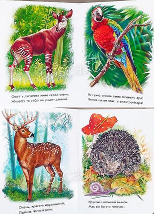 Книжка "малятам про звіряток: лісові звірята"2 фото