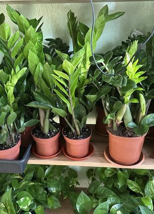 Замиокулькас замифолия, zamioculcas zamiifolia (ø 12 см, h 50 см)