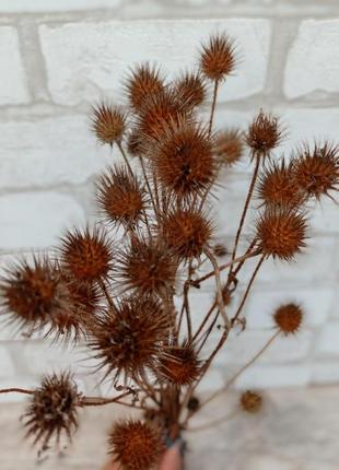 Сухоцвет черсака щетинистого, 20 шишечок в букете