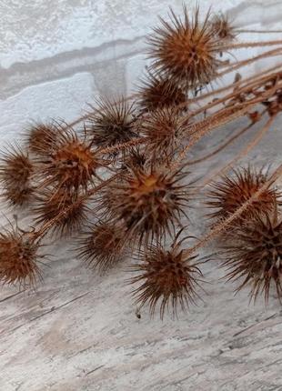 Сухоцвет черсака щетинистого, 20 шишечок в букете