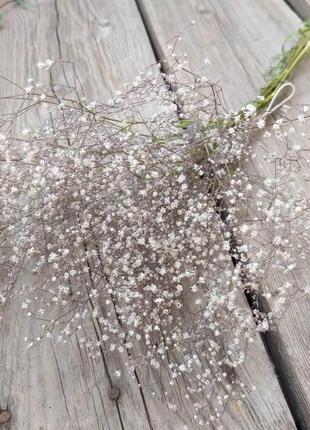 Гипсофила, натуральный сухоцвет gypsophila, 5 веток h-20см