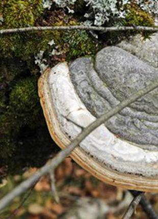 Гриб трутовик большой древесный 16-22 см