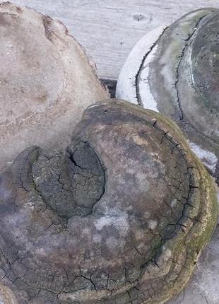 Гриб трутовик большой древесный 16-22 см