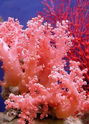 Браслет из коралла4 фото
