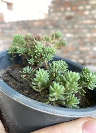 Очиток седум желтый почвокровник