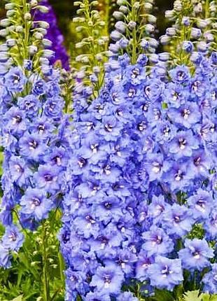 Семена дельфініум король артур (0.1г)