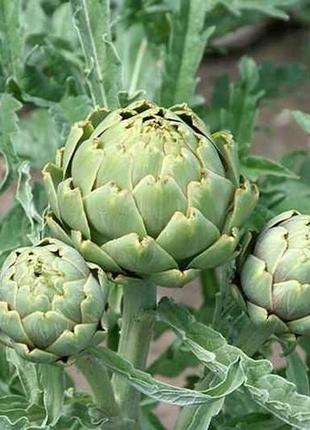 Семена артишок