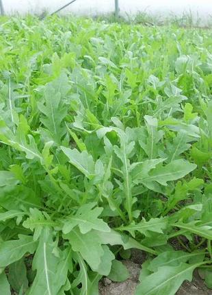 Семена руккола