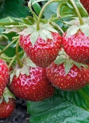 10 шт посадковий матеріал полуниця - дуже солодка  посадочный материал клубника