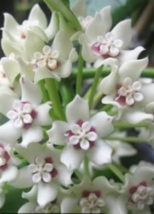 Хойя australis, хойя аустраліс, вкорінений черенок