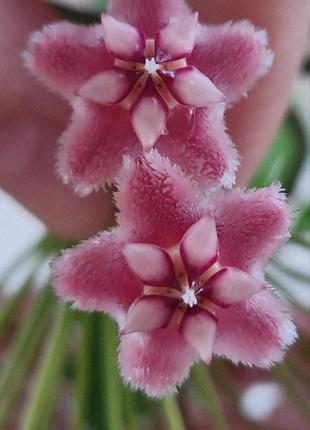 Хойя рожевий дракон, хойя pubicalyx pink dragon, рослина