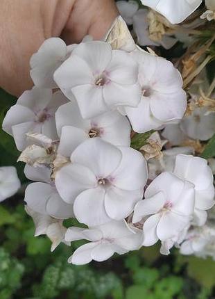 Флокс метельчатый 5