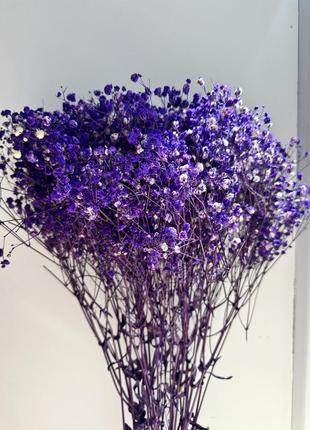 Гіпсофіла фіолетова стабілізована 1 гілочка для створення букетів, декору приміщень або предметної зйомки