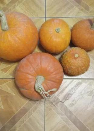 Гарбуз домашній