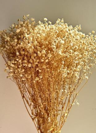 Гіпсофіла бежева стабілізована 1 гілочка для створення букетів, декору приміщень або предметної зйомки
