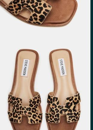 Steve madden