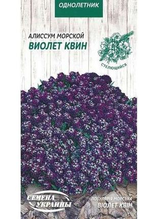 Аліссум морський виолет квин (фіолетовий) 0,1г (10 пачок) тм семена украины