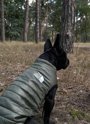 Жилетка для собак жилетка the dog face для собак жилетка для животных куртка для животных