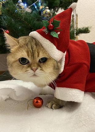 Костюм для собачки або кота санта