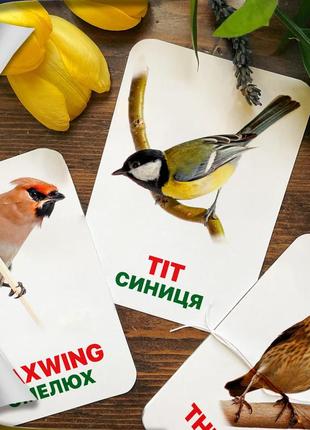 Дитячі навчальні картки домана ‘‘міські птахи’’ англійсько-українською мовою, у наборі 16 карток