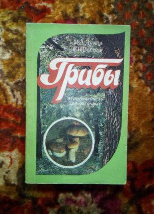 Грибы(дудка)