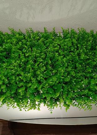 Зеленый ковер из самшита