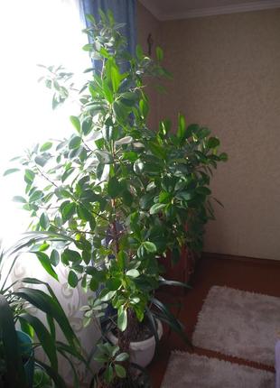 Кімнатна рослина