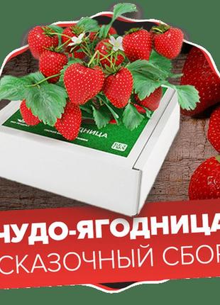 Чудо-ягодница сказочный сбор – набор для выращивания клубники на подоконнике, саженцы