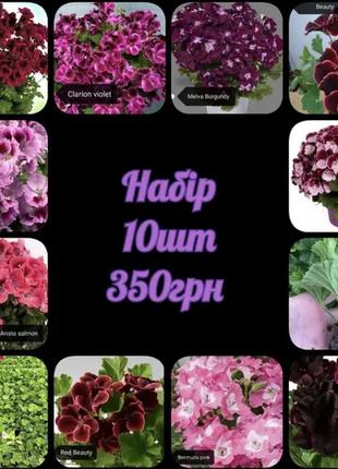 Королевская пеларгония -набор 10 сортов